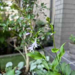 ギボウシ（ホスタ）の花,ホスタ（ギボウシ）,やまゆりの蕾,小さな庭　６月,COCO'Sホスタの画像