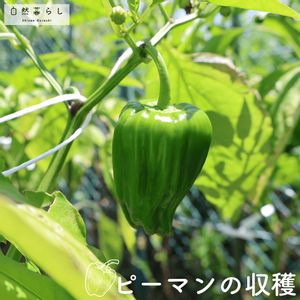 ピーマン,肥料,自然のある暮らし,おうち園芸,おうちde菜園の画像