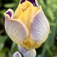 カキツバタ,癒しのひと時,アヤメ科,紫色の花,つぼみに魅せられての画像