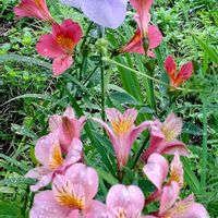 アヤメ,アルストロメリア,ハナショウブ,あやめ,ハナショウブ（花菖蒲）の画像