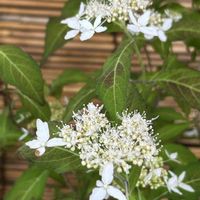 アジサイ,山紫陽花,山あじさい,山アジサイ,平沢無銘　箱根町ヤマアジサイの画像