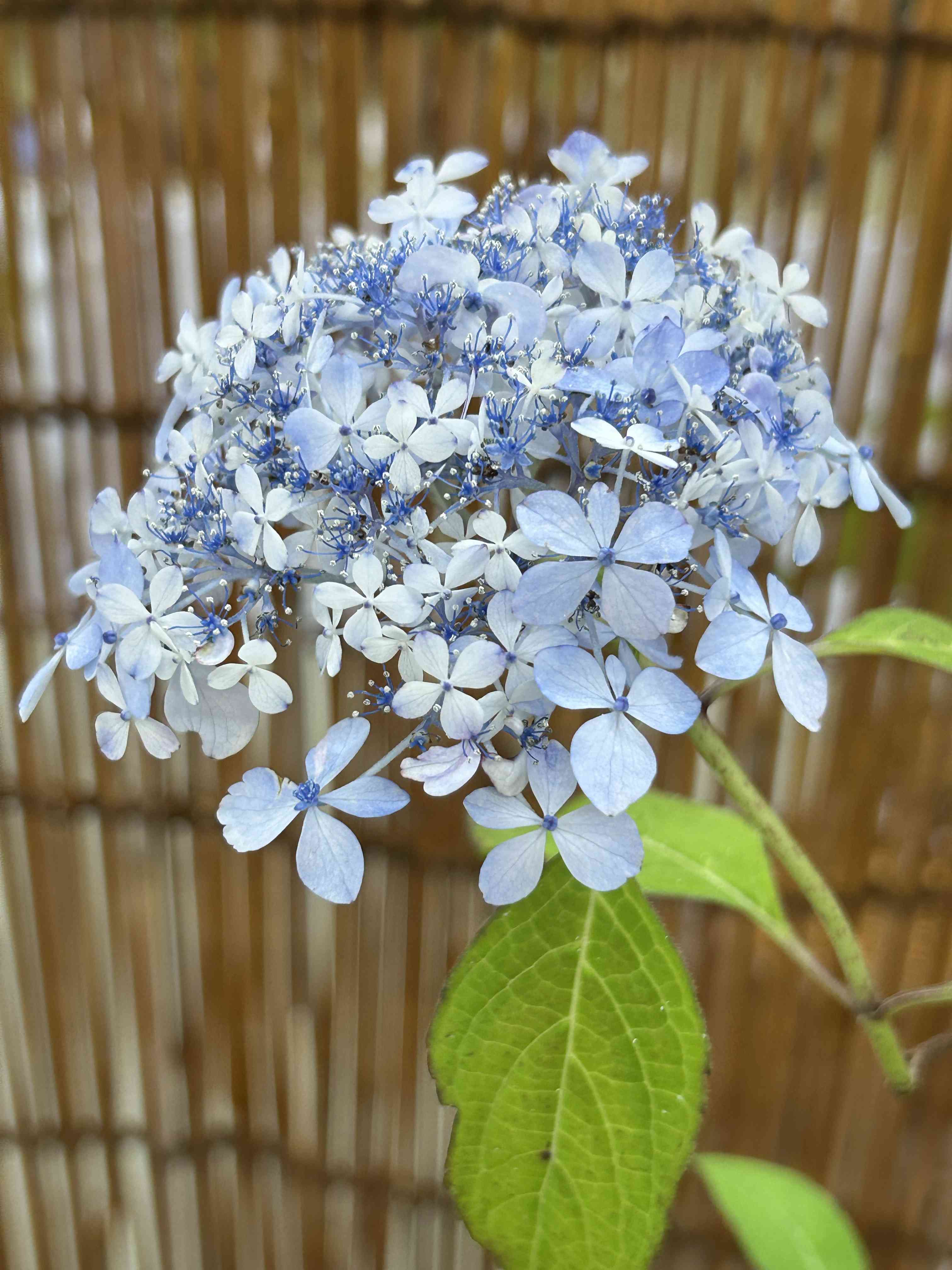 アジサイの投稿画像 by Mariakoさん｜山紫陽花と山あじさいと