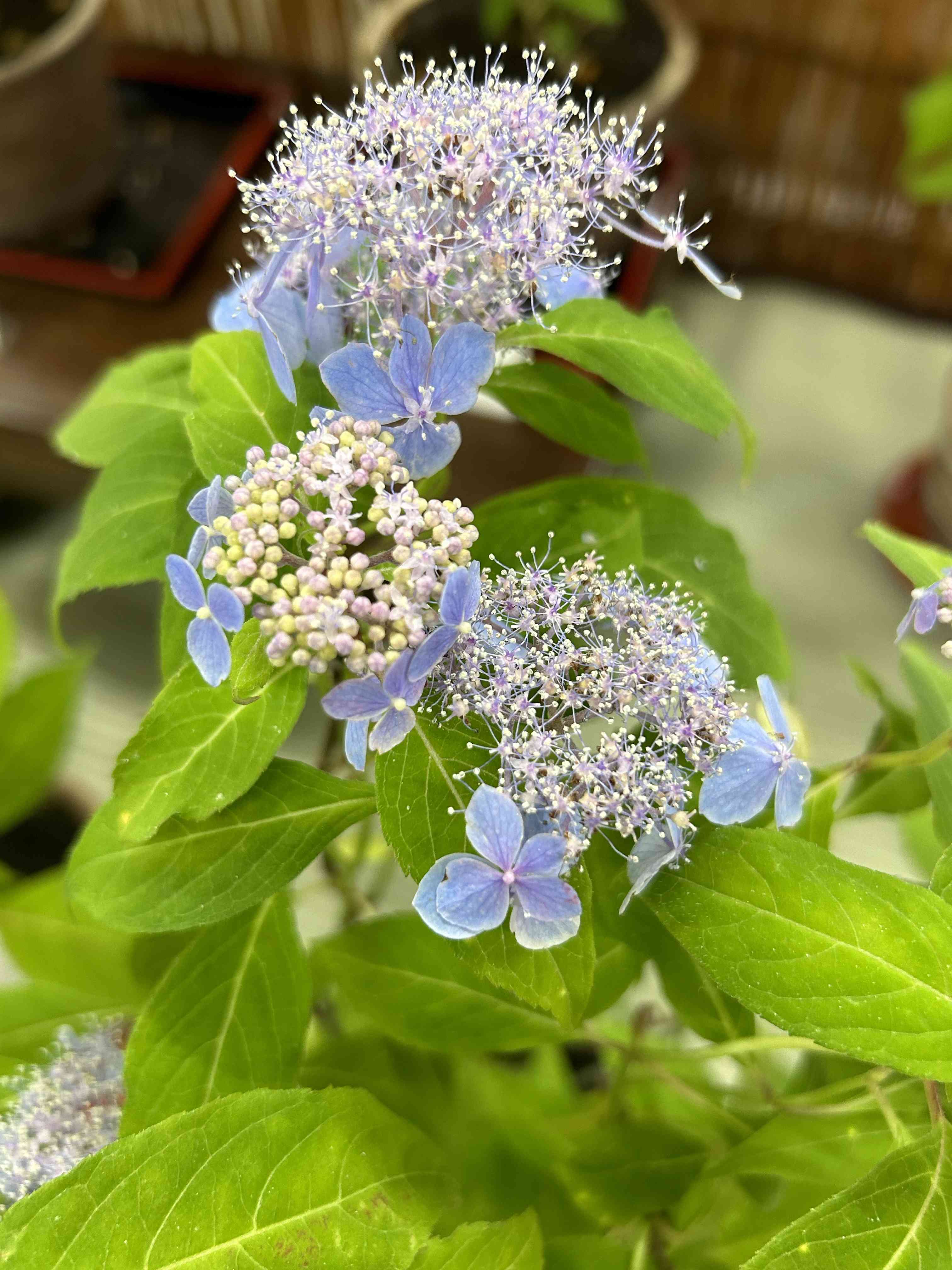 アジサイの投稿画像 by Mariakoさん｜山紫陽花と山あじさいと