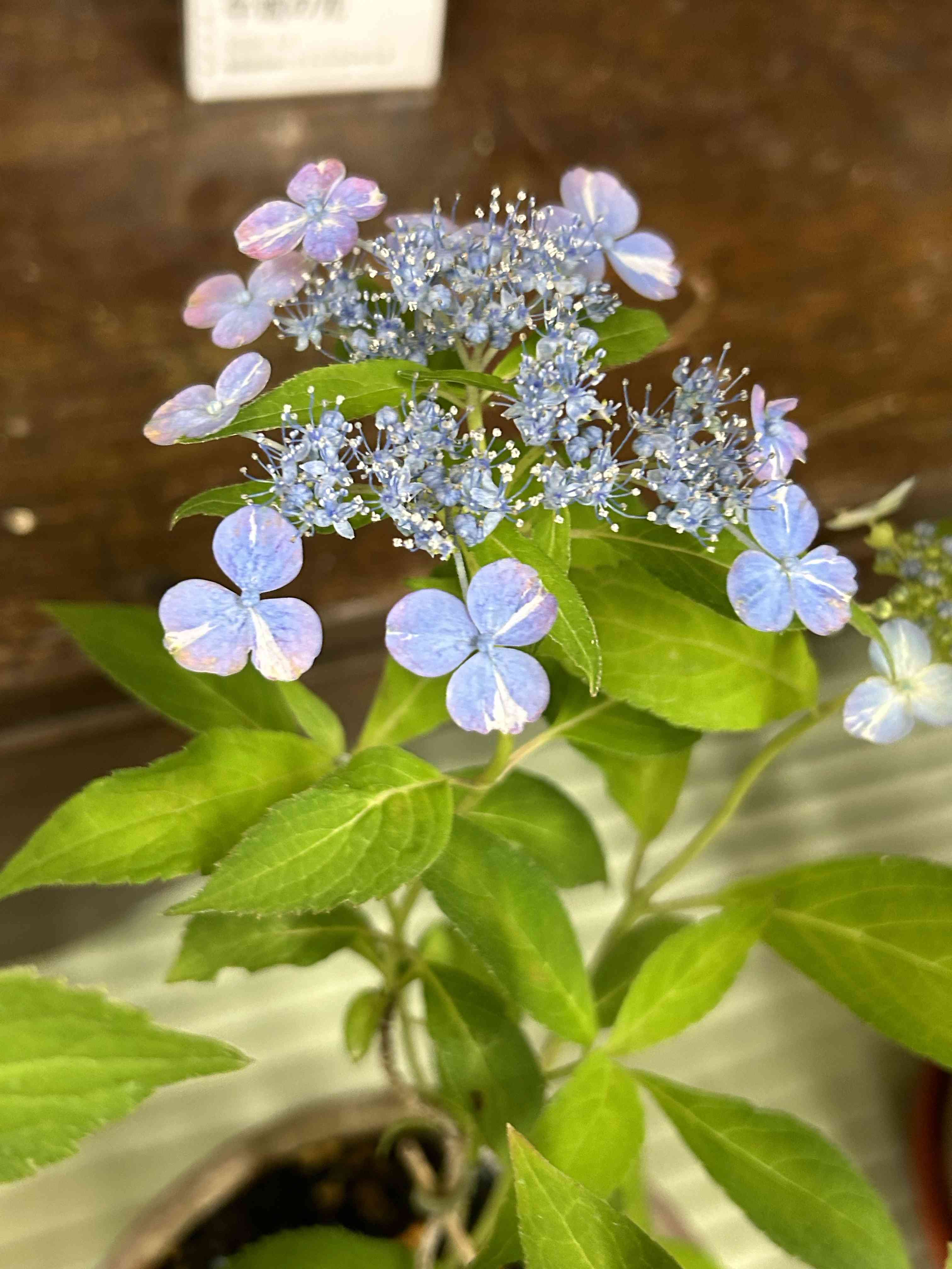 アジサイの投稿画像 by Mariakoさん｜山紫陽花と山あじさいと