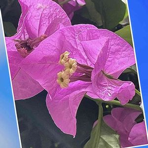 山野草,ピンクの花,青空,花のある暮らし,北海道の画像