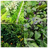茄子の花,夏野菜,実りに感謝,畑の画像