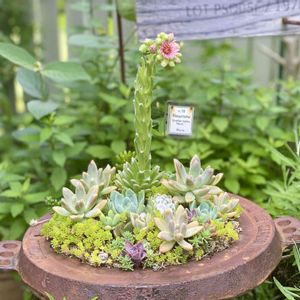 多肉寄せ植え,多肉の花,古道具,緑のある暮らし,暮らしを楽しむの画像