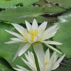 熱帯スイレン,温室,掛川花鳥園,都立神代植物公園の画像