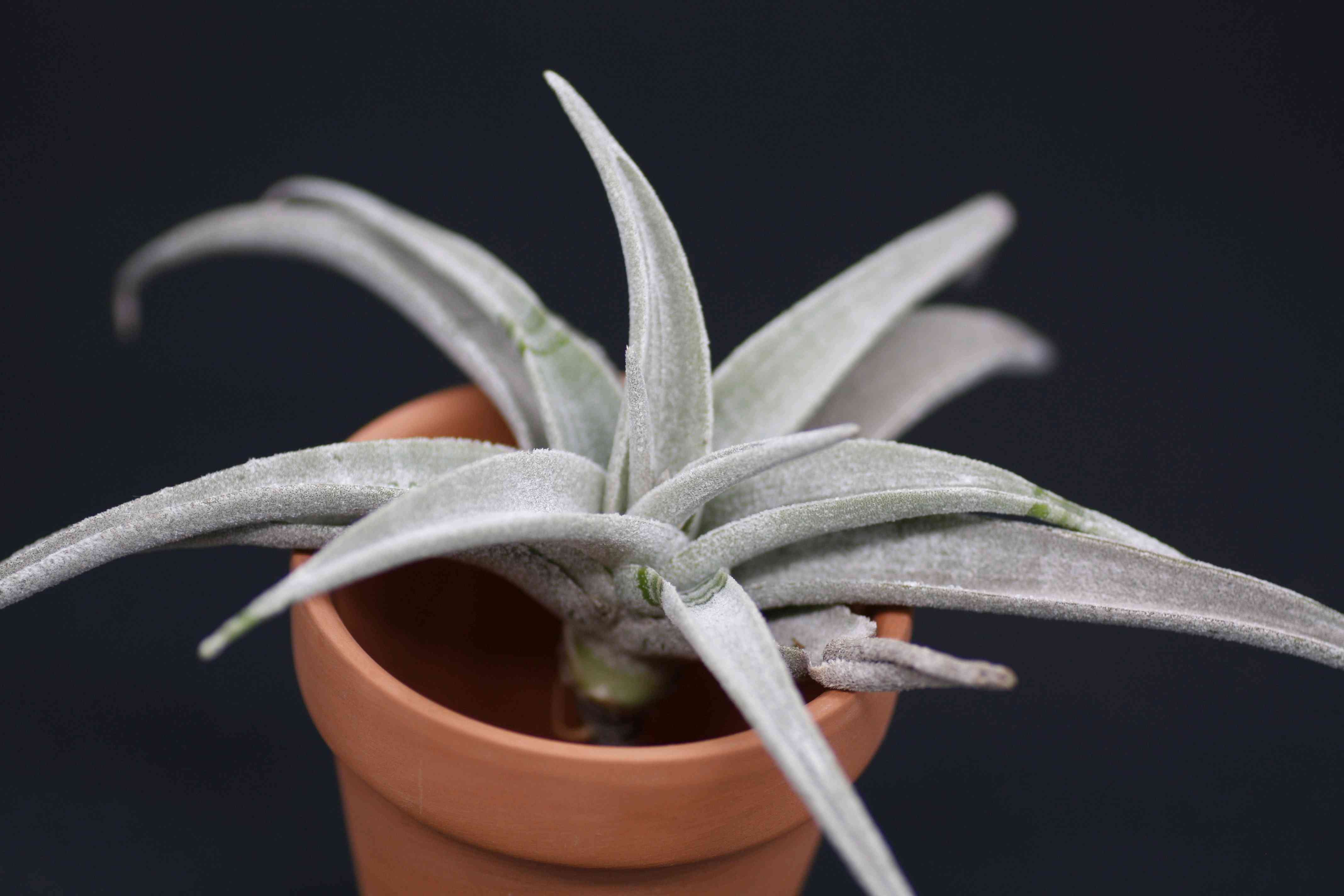 チランジア ラティフォリア・レウコフィラの一覧｜🍀GreenSnap