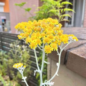 うちの花ちゃん♡,車庫の画像