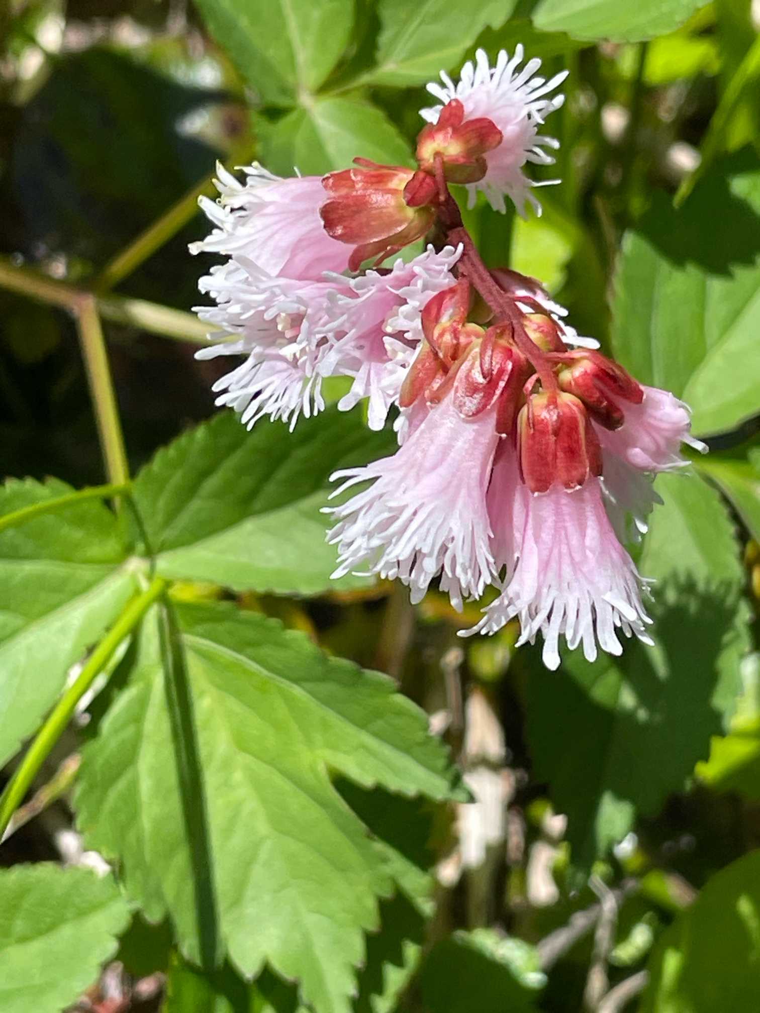 6月の八幡平 かわいいお花たち🌸 2024.6.19撮影｜🍀GreenSnap