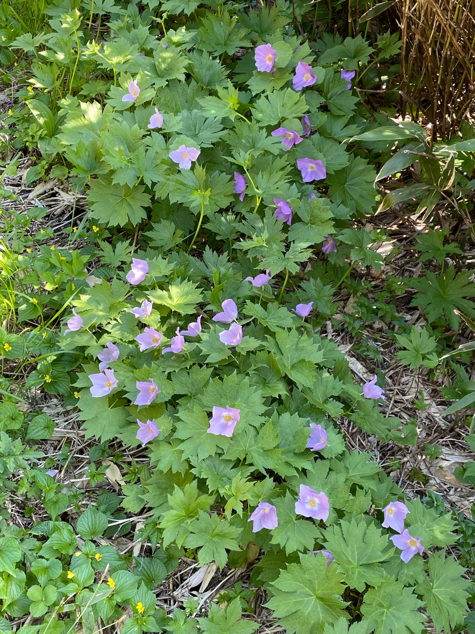 6月の八幡平 かわいいお花たち🌸 2024.6.19撮影｜🍀GreenSnap