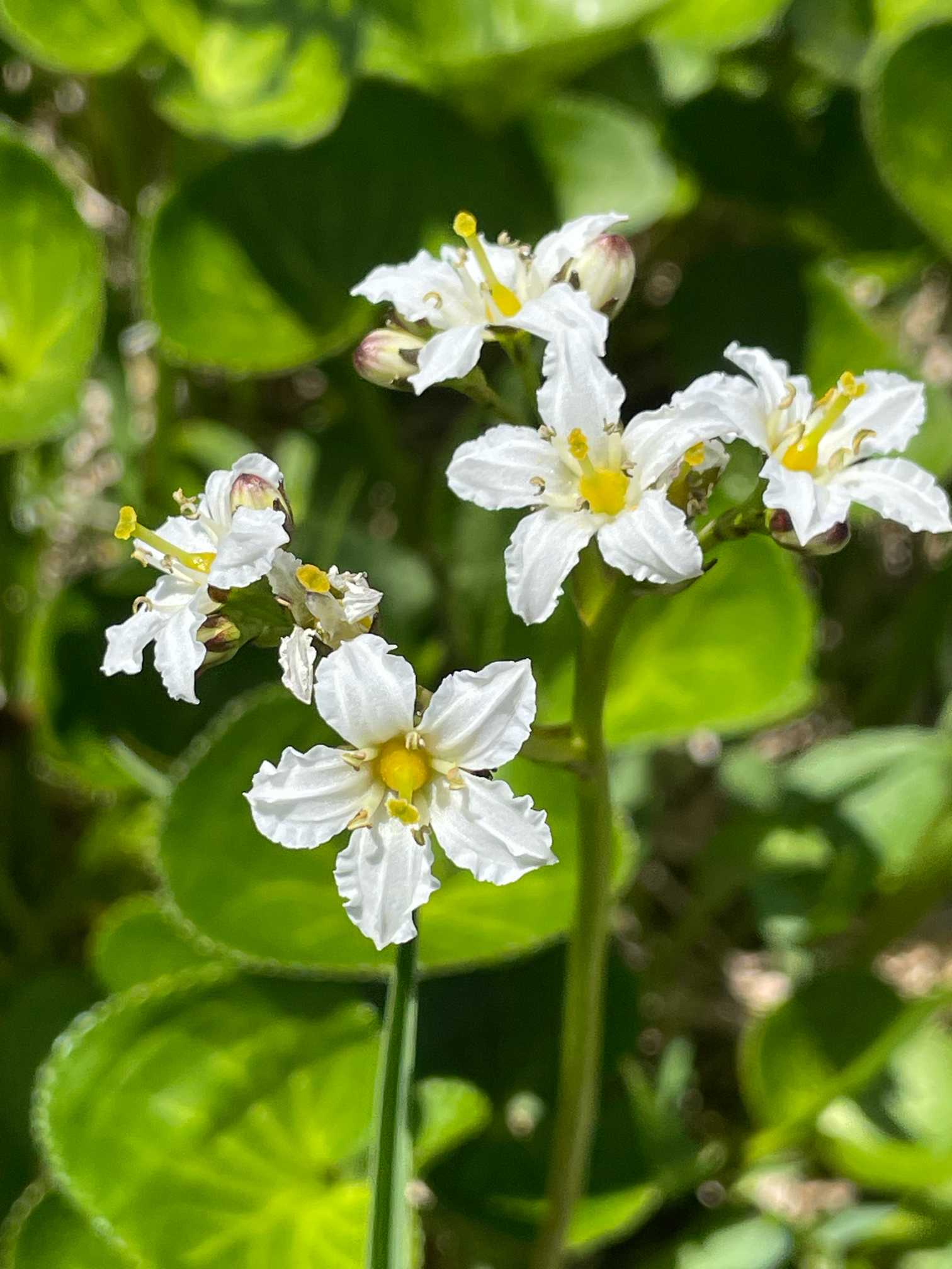 6月の八幡平 かわいいお花たち🌸 2024.6.19撮影｜🍀GreenSnap