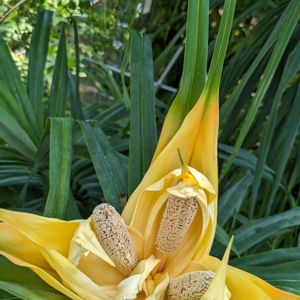 ツルアダン,植物園,温室,いい香り,ビタミンカラーの画像