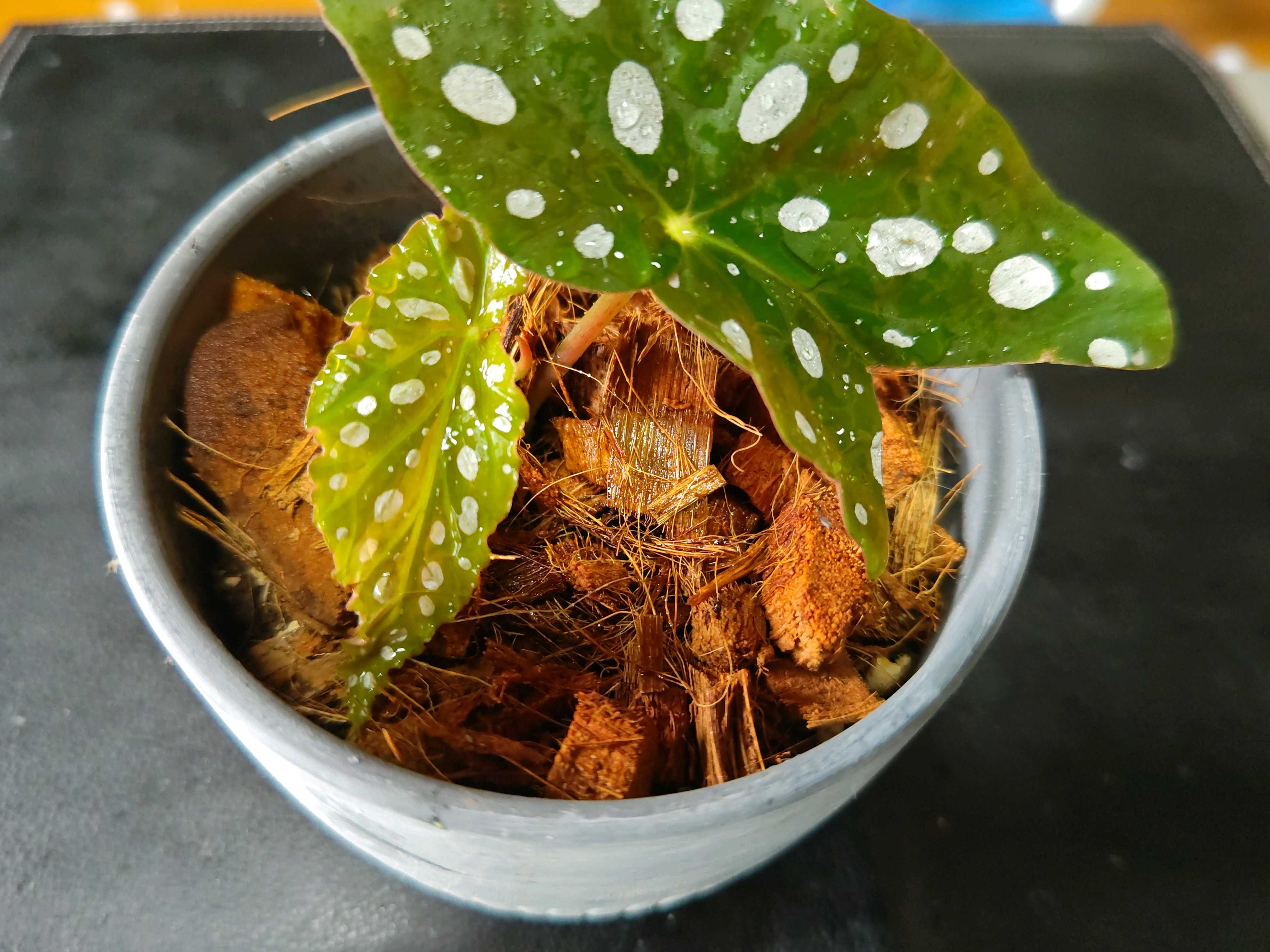⭐️希少⭐️ ベゴニア　マクラータ　斑入り　葉挿し用 No.62 ベゴニアマクラータの挿し芽🌱｜🍀GreenSnap（グリーン