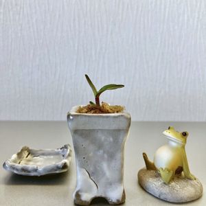 セッコク,自作鉢,古典園芸植物,カエルのコポー,セッコク 長生蘭の画像