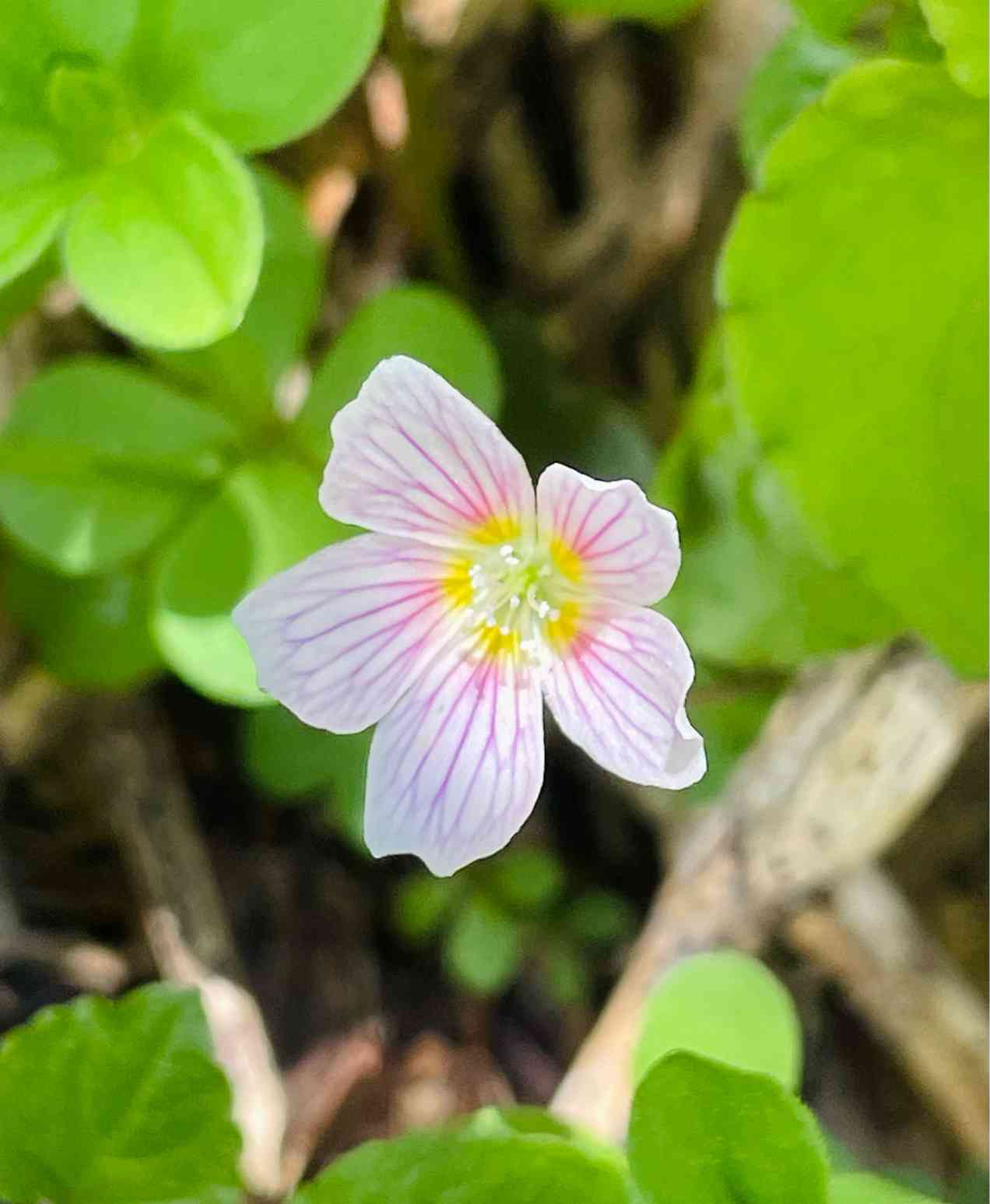 6月の八幡平 かわいいお花たち🌸 2024.6.19撮影｜🍀GreenSnap