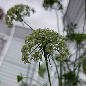 ニンジン,プランター野菜,野菜の花,食育,保育園の画像