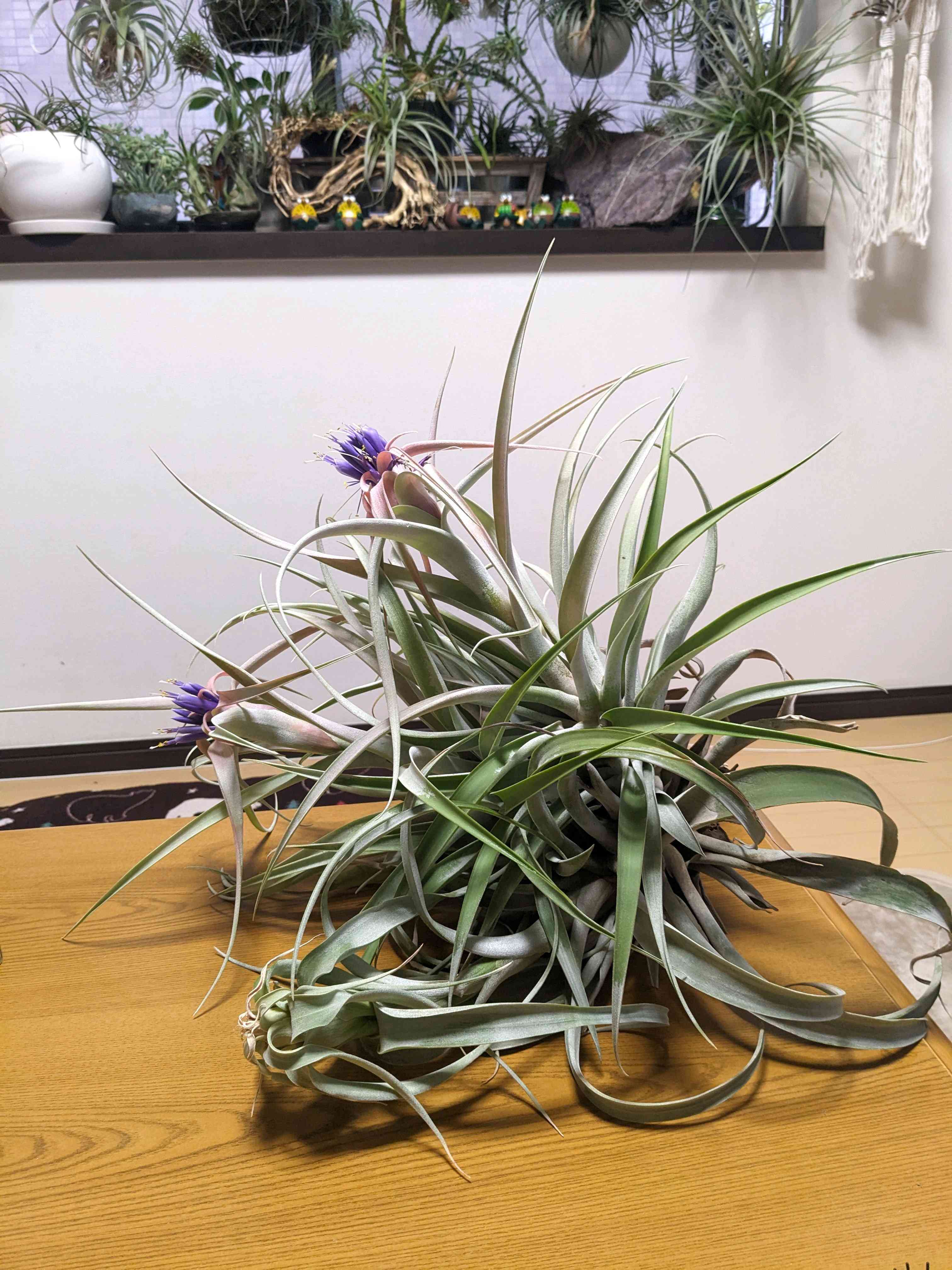 ノ*リ様 現物 チランジア・リオホンドエンシス ⅩL 花付きエアー