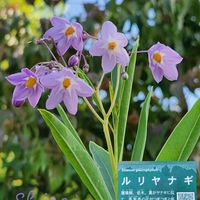 スモークツリー,ルリヤナギ,山野草,季節の花,ウルシ科の画像