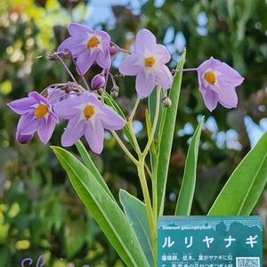 スモークツリー,ルリヤナギ,山野草,季節の花,ウルシ科の画像