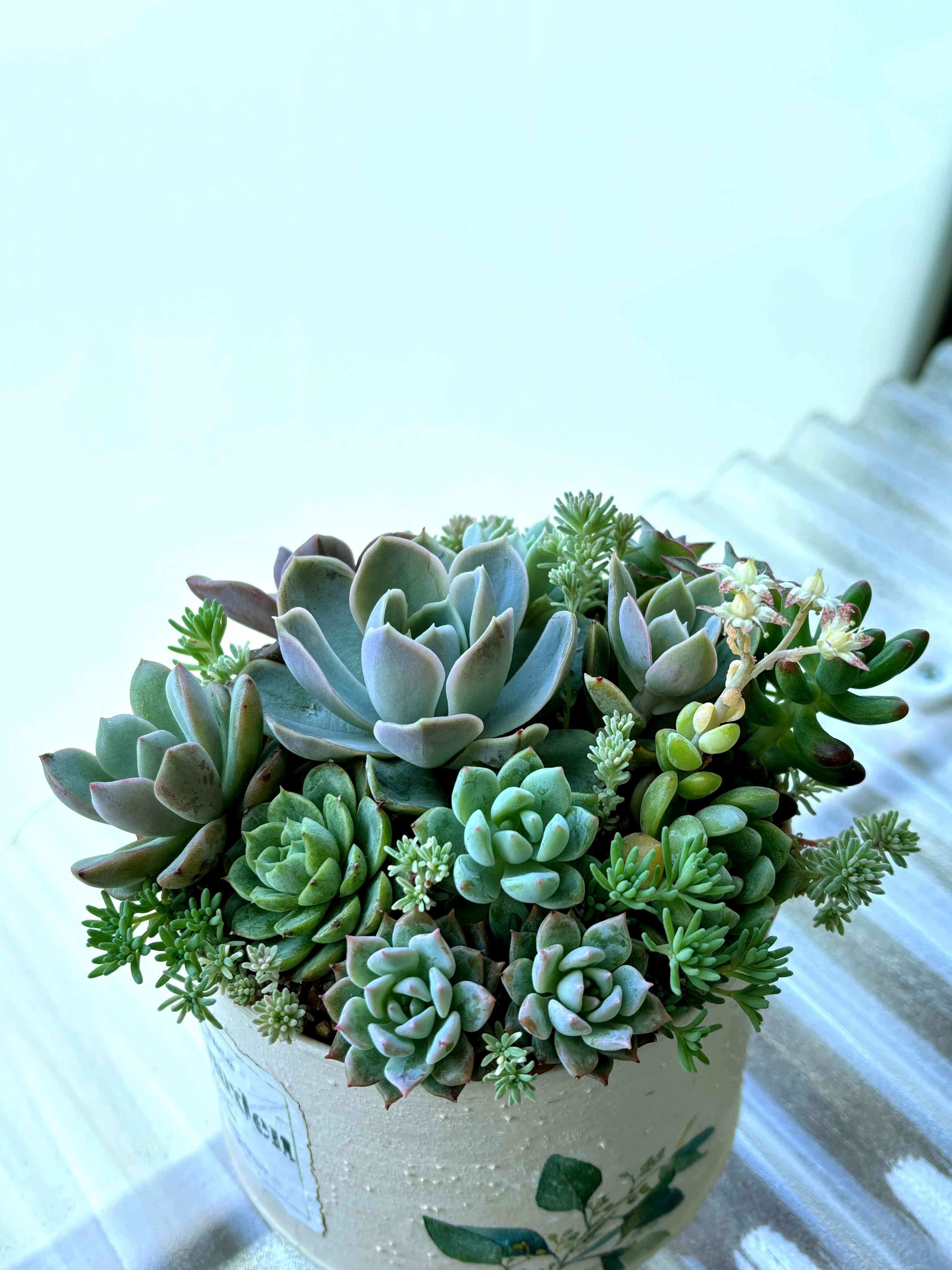 多肉植物　アラン　抜き苗　エケベリア ZM1504×16 ピンクウィッチ 抜き苗 多肉植物 アエオニウム エケベリア