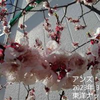 アンズ,スモモ,ありがとう♡,がんばろう熊本！,花と緑のある暮らしの画像