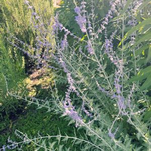 ロシアンセージ,花のある暮らし,ハーブガーデン,ハーブ好き,今日のいちまいの画像