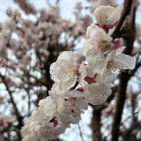 アンズ,サクラ,しだれ桜,枝垂れ桜,公園の画像