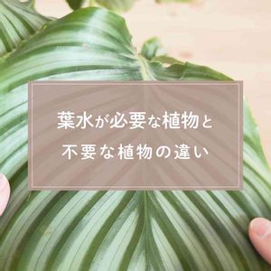 観葉植物,ガーデニング,緑のある暮らし,葉水,植物のある暮らしの画像