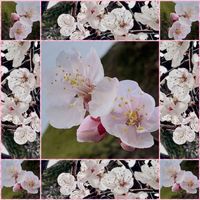 アンズ,アンズ,今日のお花の画像