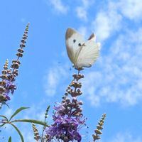 セイヨウニンジンボク,モンシロチョウ♡,花のある暮らし,我が家のお花,青い花マニアの画像