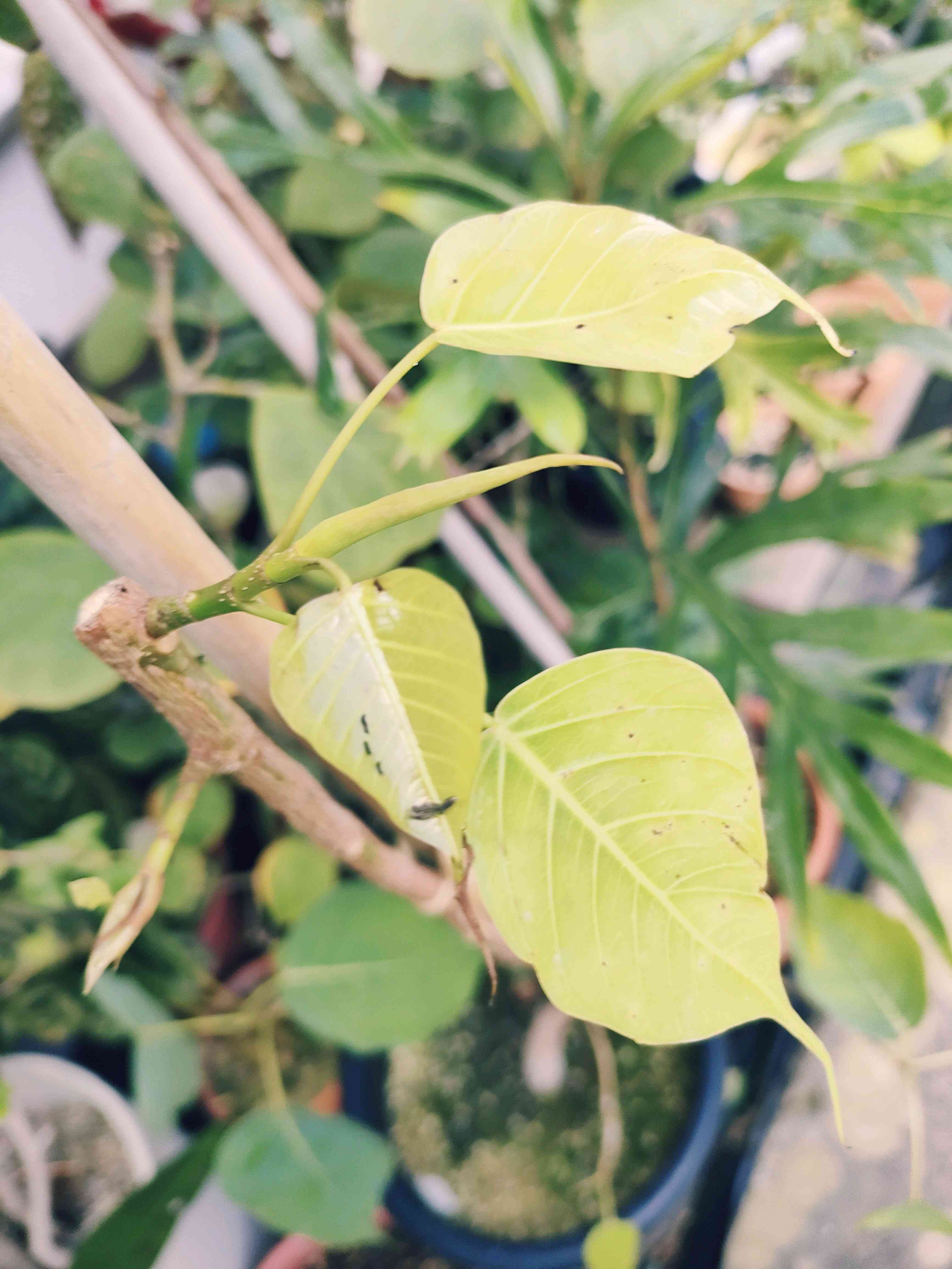 フィカス レリジオーサの一覧｜🍀GreenSnap（グリーンスナップ）