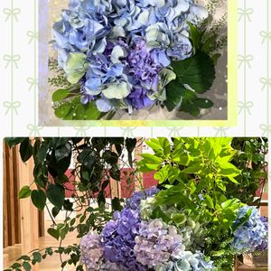 アジサイ,リース,紫陽花 アジサイ あじさい,今日の一枚,ワークショップ の画像