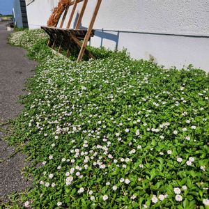 リピア（ヒメイワダレソウ）,グランドカバー,最強,夏に強い植物,玄関アプローチの画像