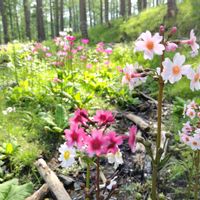 クリンソウ,山野草,野の花山の花の画像