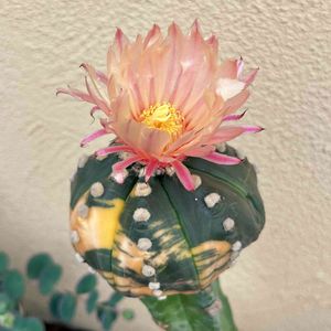 サボテン,瑠璃兜錦,サボテンの花,アストロフィツム属,接木サボテンの画像