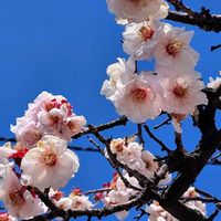 アンズ,ご近所,今日のお花,Juneの会の画像