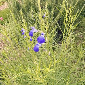 コバルト セージ,花のある暮らし,ハーブガーデン,ハーブ好き,今日のいちまいの画像