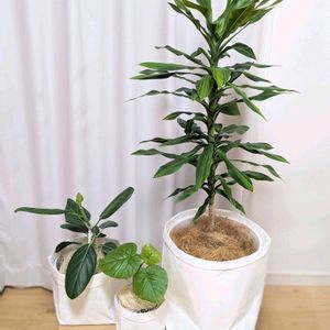 幸福の木,ウンベラータ,フィカス ベンガレンシス,ドラセナマッサンゲアナ,観葉植物の画像