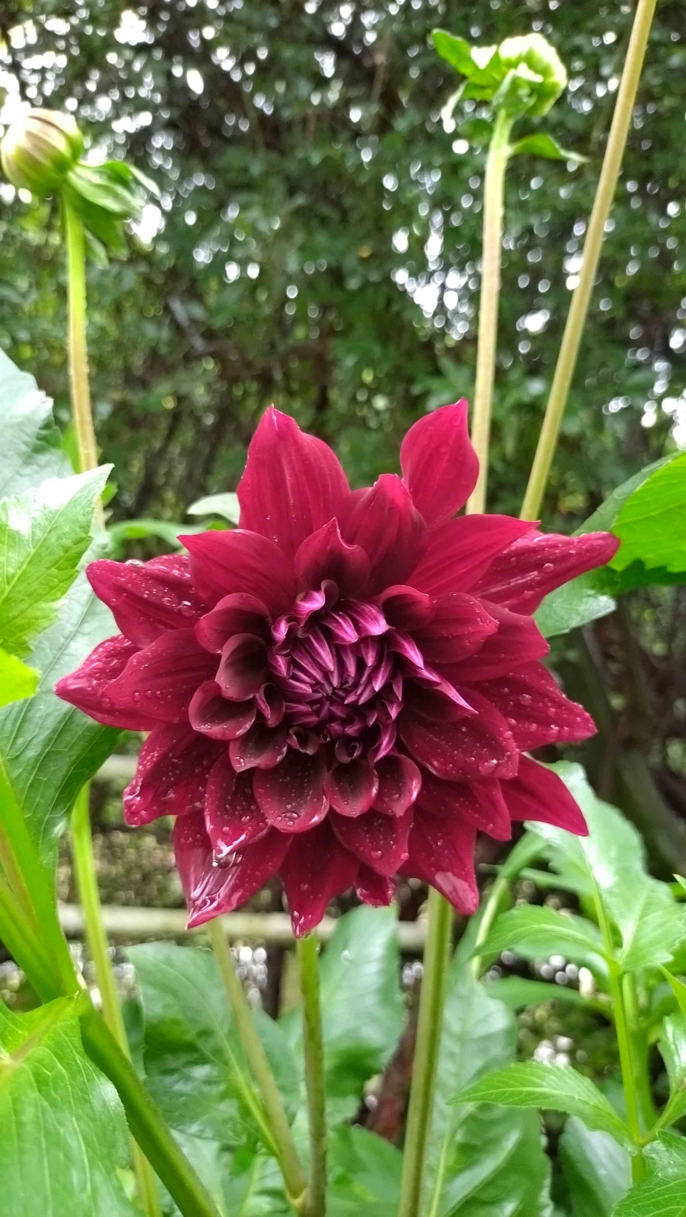 銅葉ぷちダリア ピーチラバーズの一覧｜🍀GreenSnap（グリーン