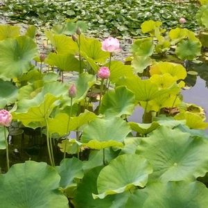 日本庭園,蒸し蒸し,蓮池の東屋,水無月終わるの画像