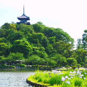 ショウブ,三渓園の画像