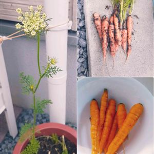 ニンジン,人参,ニンジンの花,プランター野菜,収穫の画像