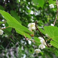 マタタビ,山野草,野の花山の花の画像