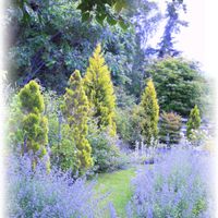 キャットミント,マイガーデン,ネペタ＊ウォーカーズロー,laurel garden,芝生の小道の画像