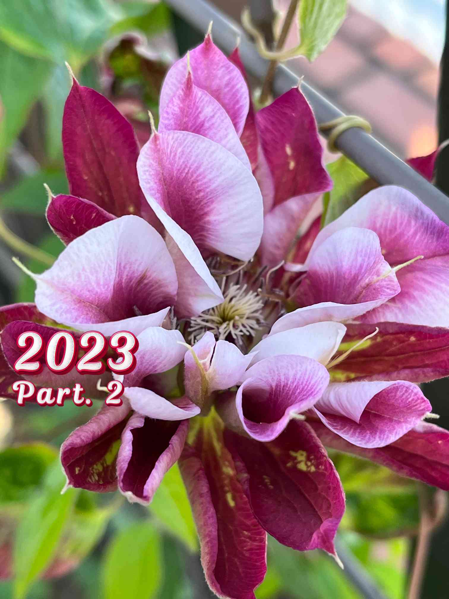 パンパスグラスとニュアンスカラーのフライングリース　グレベリア　紫陽花 わが家のクレマチス❤︎ 2023年 part.2｜🍀GreenSnap（グリーン