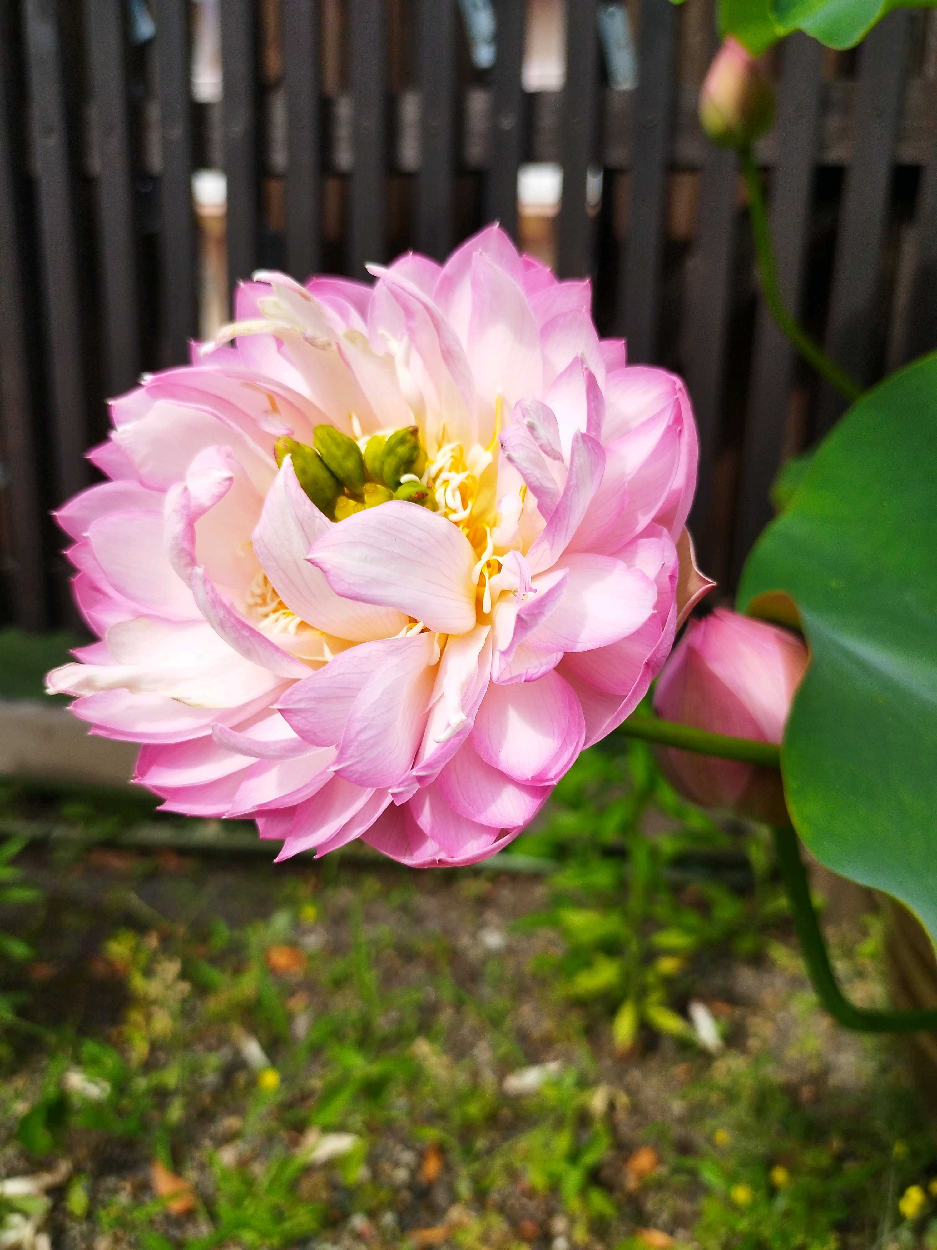 2024年🪷正蓮寺の花蓮|🍀GreenSnap(グリーンスナップ) 2024年🪷正蓮寺の花蓮|🍀GreenSnap(グリーンスナップ)