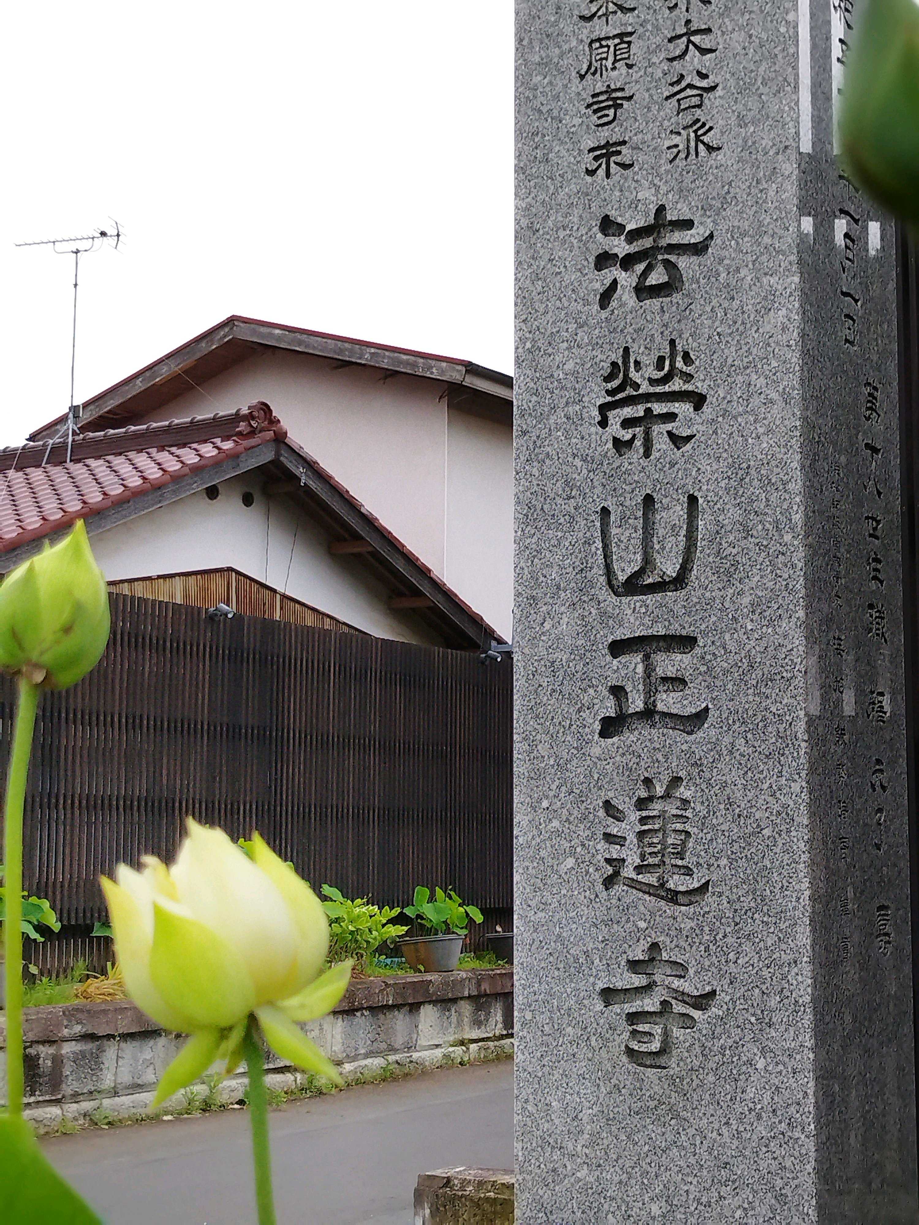 花蓮ページ １２点 今日は蓮全体で13輪開花…（令和7年6月29日） | 銭函浄土寺のブログ