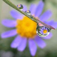 ブルーデージー,ブルーデイジー,ブルーデイジー,お庭,山野草の画像